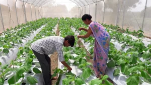 Success Story of Green House Farming